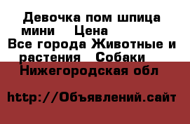 Девочка пом шпица мини  › Цена ­ 30 000 - Все города Животные и растения » Собаки   . Нижегородская обл.